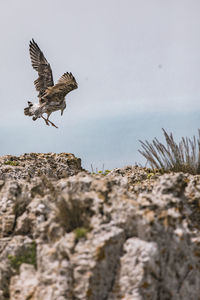 Low angle view of eagle flying against rock