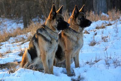 Dogs on snow field during winter