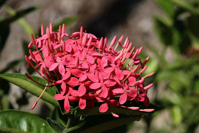 Close-up of pink rose flower