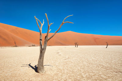 Dead tree on sand against clear sky