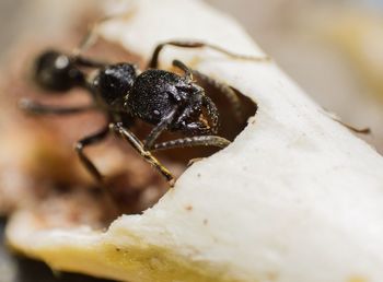 Close-up of insect