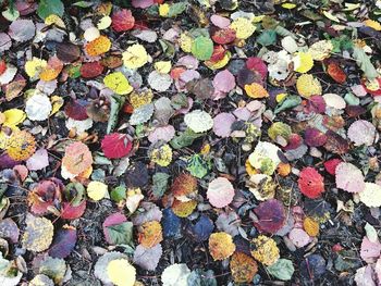 Full frame shot of multi colored pebbles