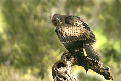 Close-up of eagle perching on branch