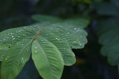Close-up of leaves