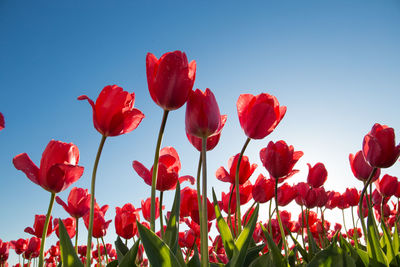 Low angle view of red flowering plants against sky