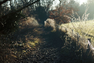 Trees by water against sky
