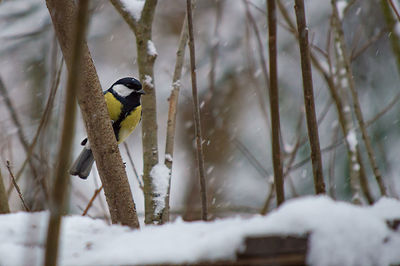 Close-up of bird perching on snow