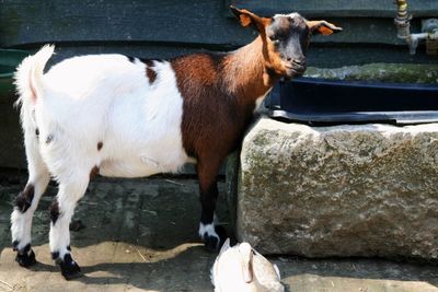 View of goat standing on rock