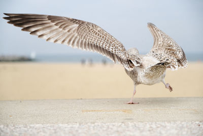 Seagulls flying over beach