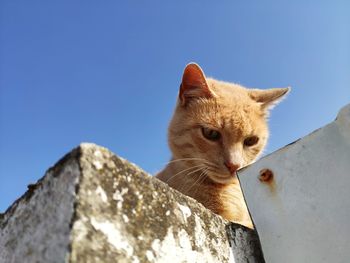 Close-up of a cat on the wall