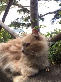 Close-up of cat sitting on tree trunk