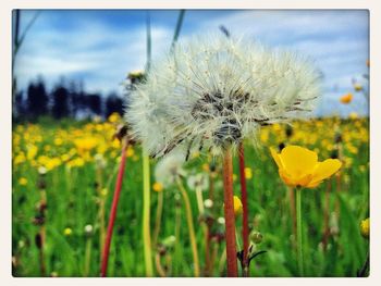 Close-up of dandelion flowers in field