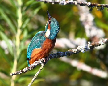 Close-up of bird perching on branch