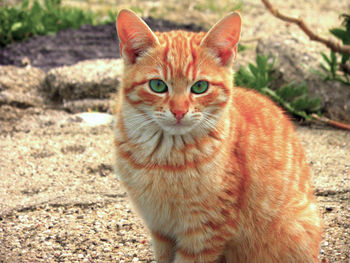 Portrait of ginger cat