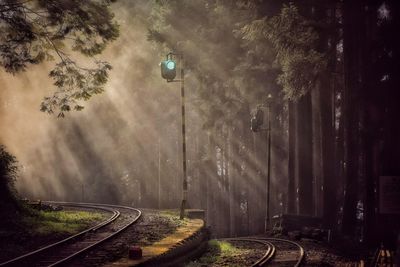 Railroad tracks amidst trees in forest