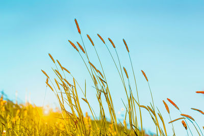 Close-up of stalks against clear blue sky