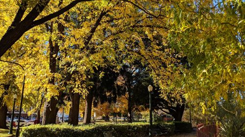 Trees in park during autumn