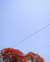 Low angle view of plants against clear sky