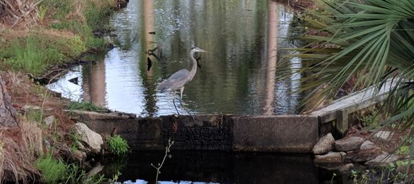 View of birds in lake