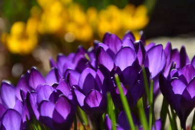 Close-up of purple crocus flowers