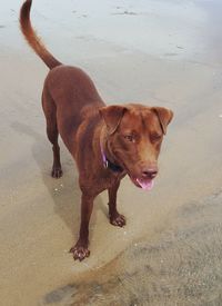 Dog standing on beach