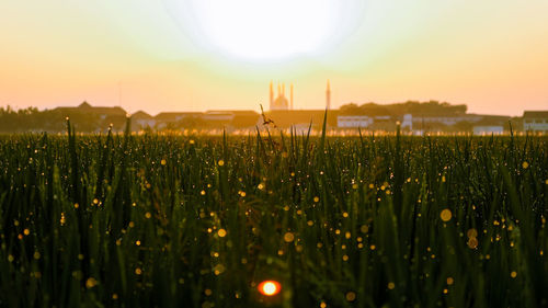 Scenic view of rice field against sky during sunrise