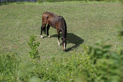 Horse grazing in a field