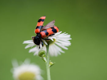 Close-up of insect on flower