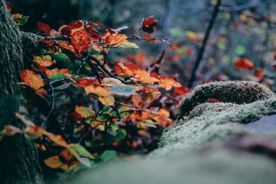 Close-up of autumn leaves on tree