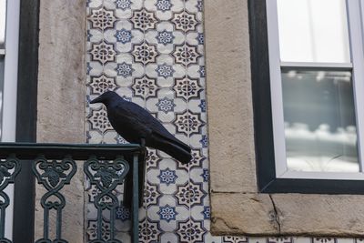 Bird perching on a window