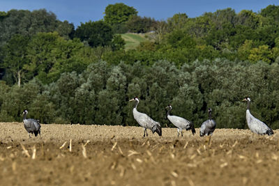 Flock of birds in the field