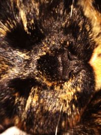 Close-up of cat