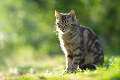 Cat sitting in a field