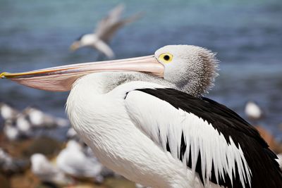 Close-up of pelican