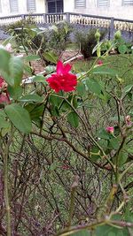 Close-up of flowers against blurred background