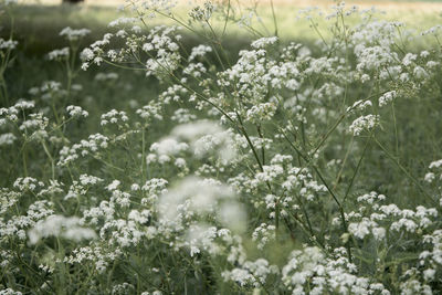 Defocused blurred background with queen anne's lace meadow