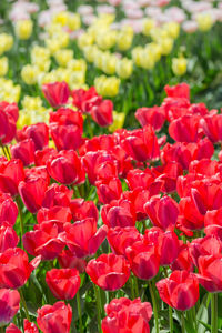 Close-up of red tulips
