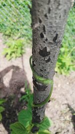 Close-up of moss on tree trunk