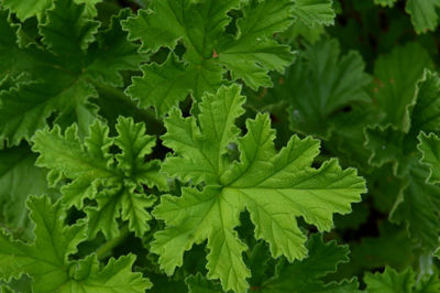 High angle view of leaves