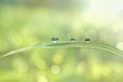 Close-up of insect on water