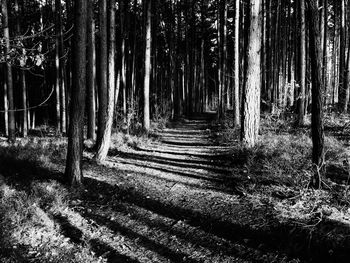 Trees in forest