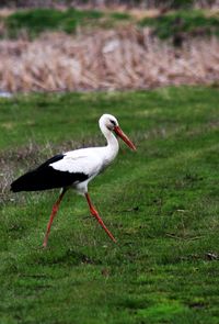 Bird on grass