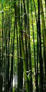 Full frame shot of bamboo trees in forest