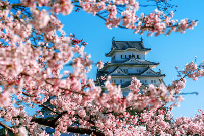 Low angle view of pink flowering tree by building