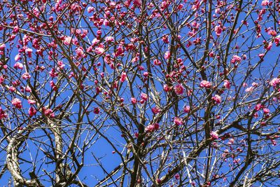 Low angle view of cherry tree against sky