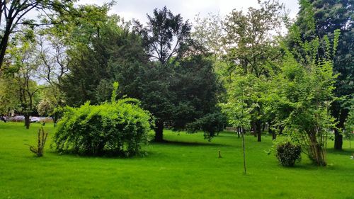 Trees on green landscape