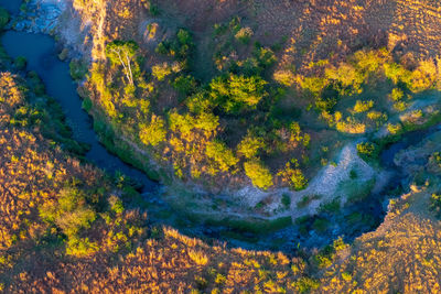 High angle view of yellow and plants in water