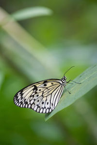 Close-up of butterfly on leaf