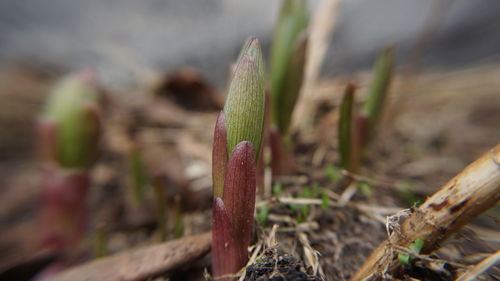 Close-up of succulent plant on field