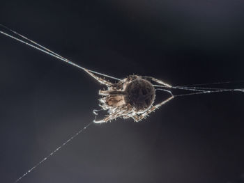 Close-up of spider on web